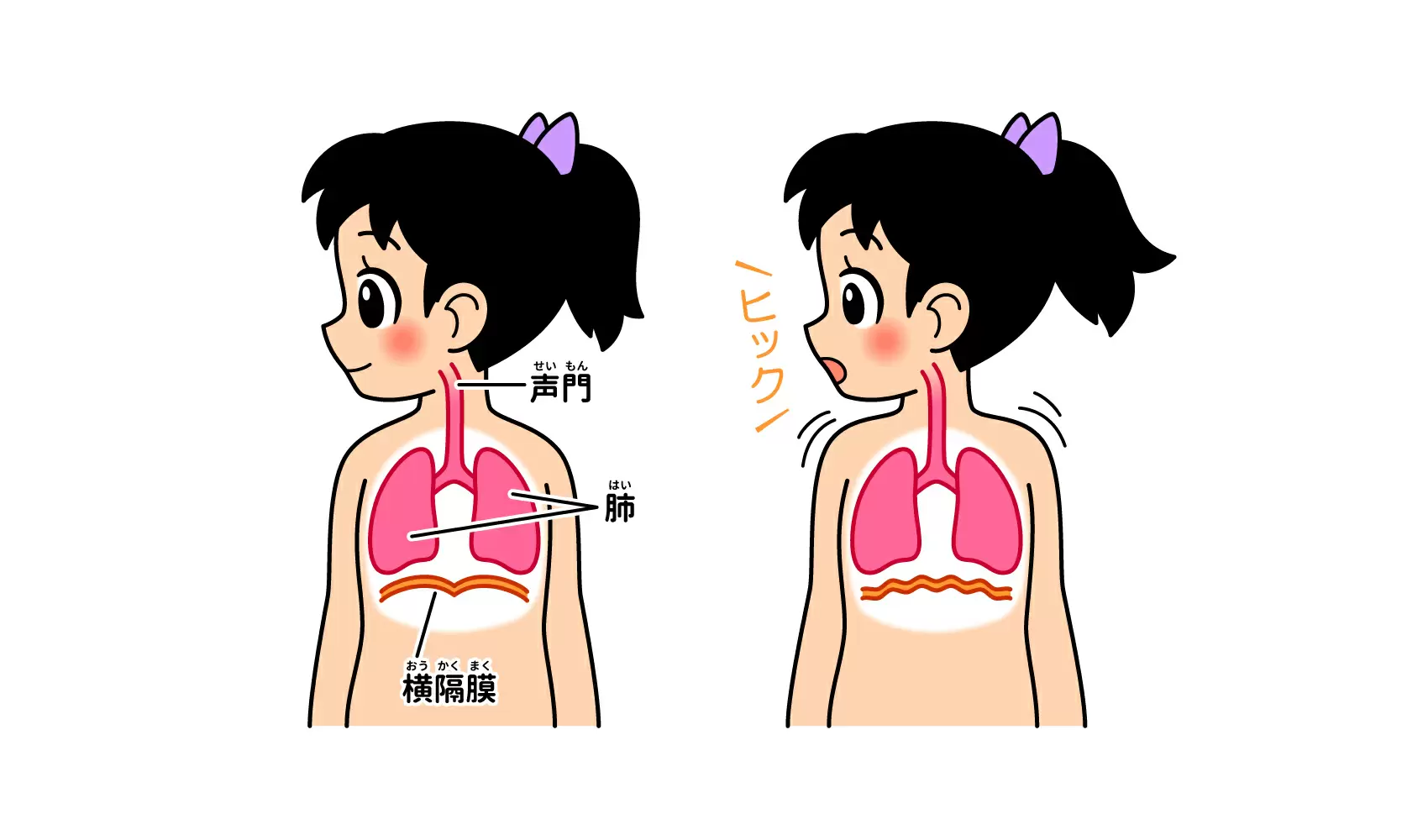 しゃっくりが出るのはなぜ？ | ヒト | 科学なぜなぜ110番 | 科学