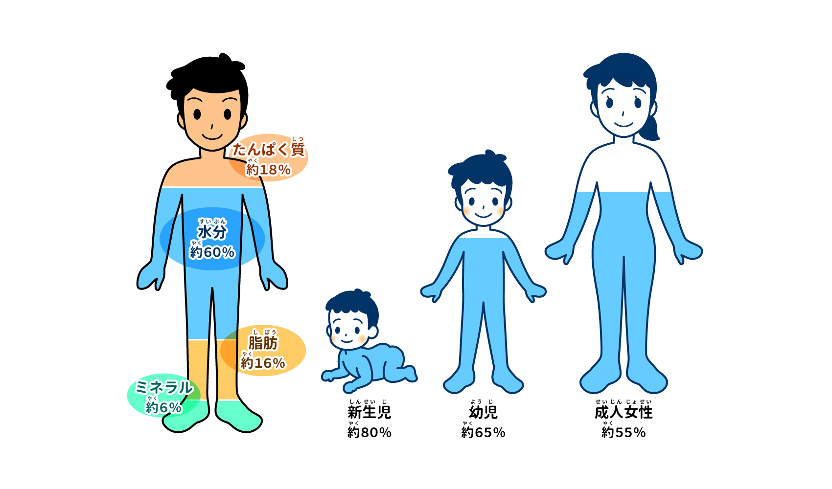 人間の体は何からできているの？ | ヒト | 科学なぜなぜ110番 | 科学 | 学研キッズネット