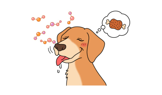 イヌの鼻はなぜ、ぬれているの？