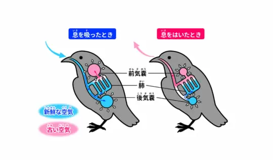 鳥の肺のはたらきは、人間とどうちがう？