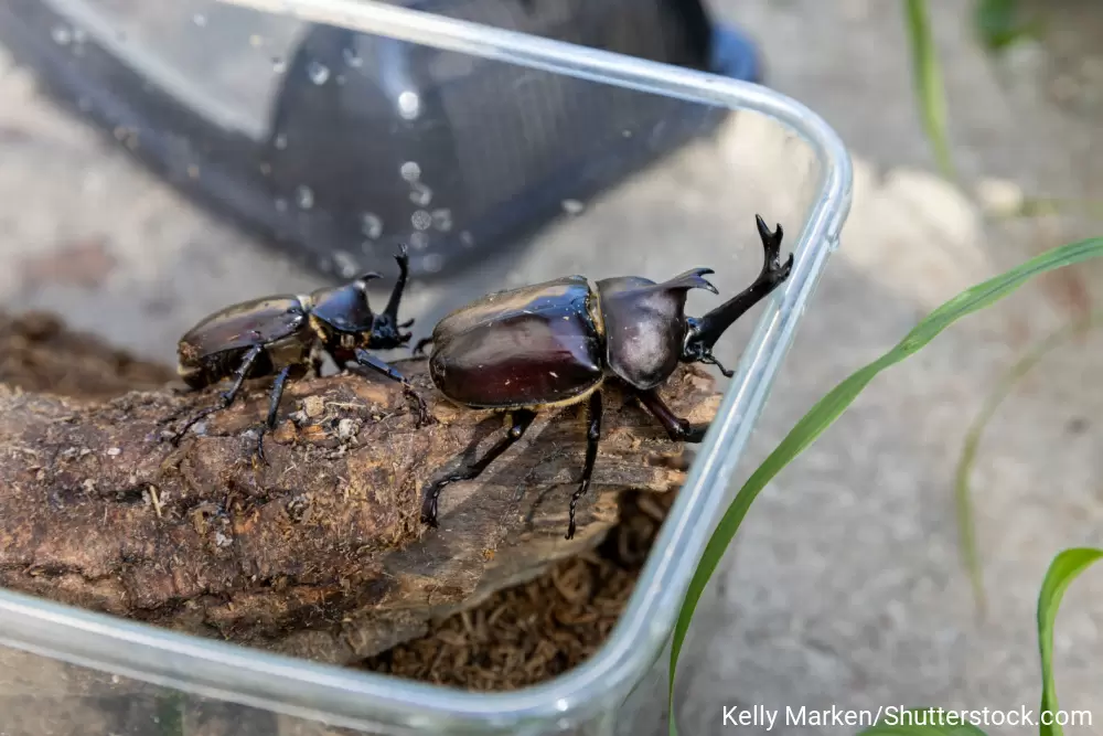 虫カゴに入った2匹のカブトムシ