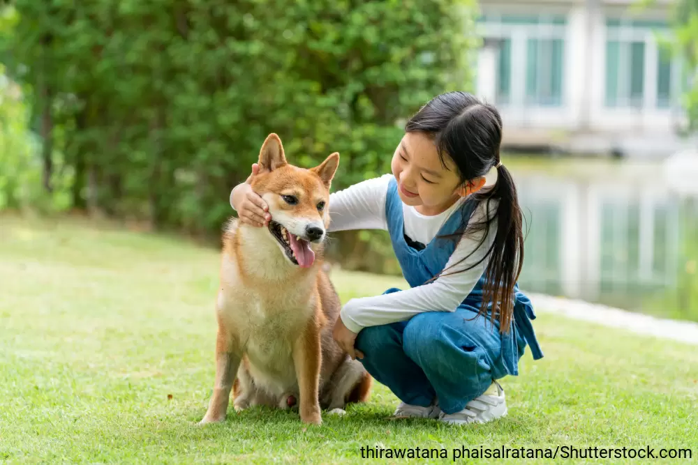 茶色い柴犬に寄り添う女の子