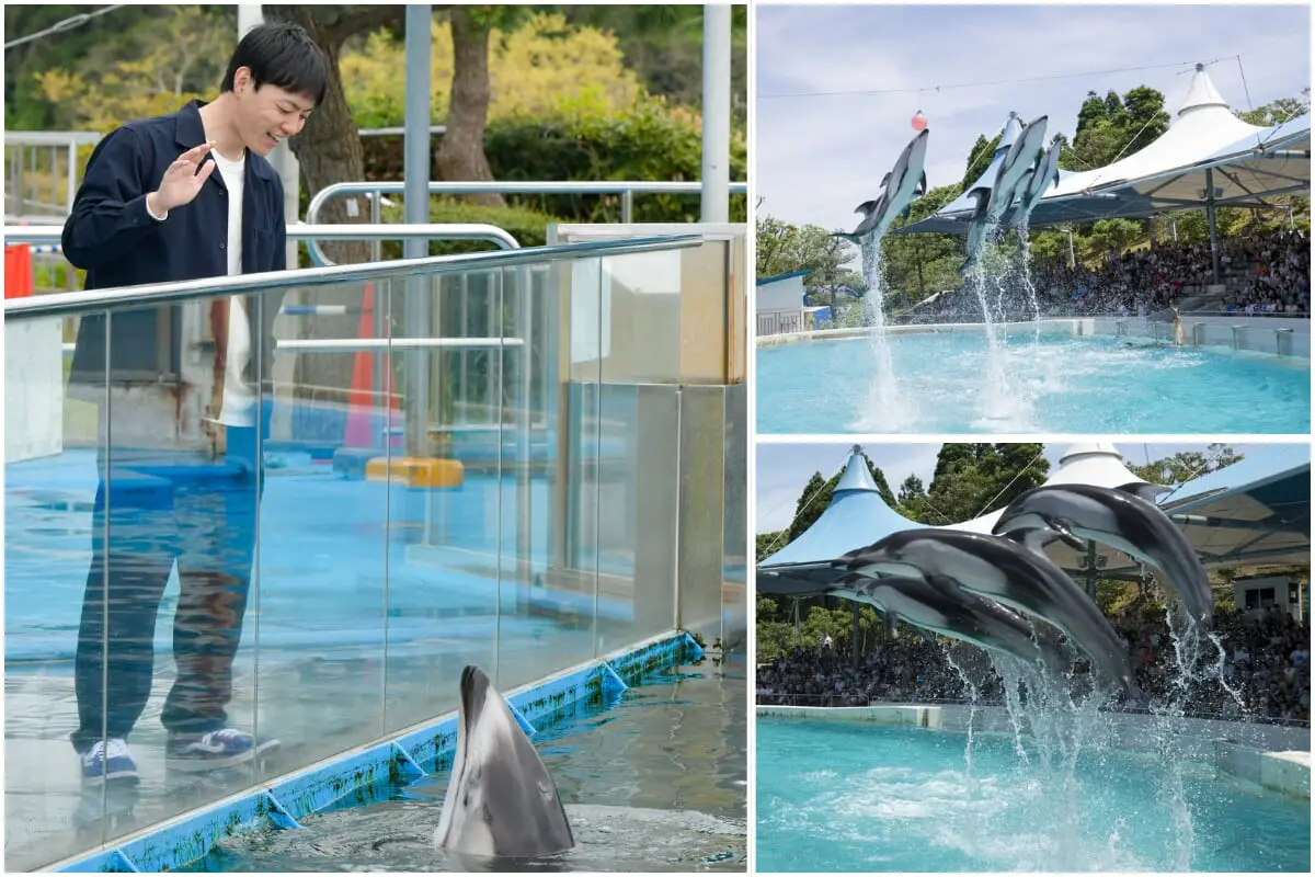 のと島水族館のイルカたち