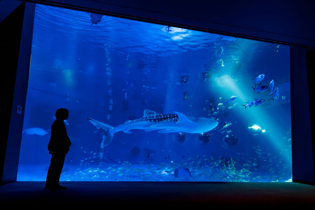 のと島水族館ジンベエザメ
