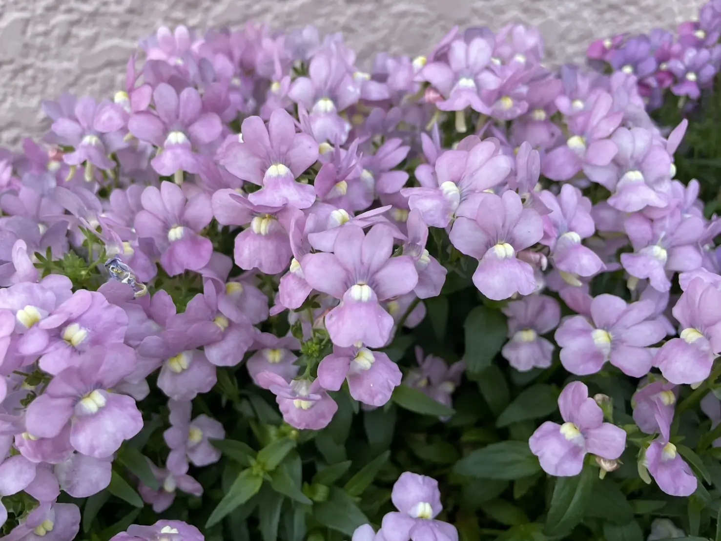 公園に咲くネメシア