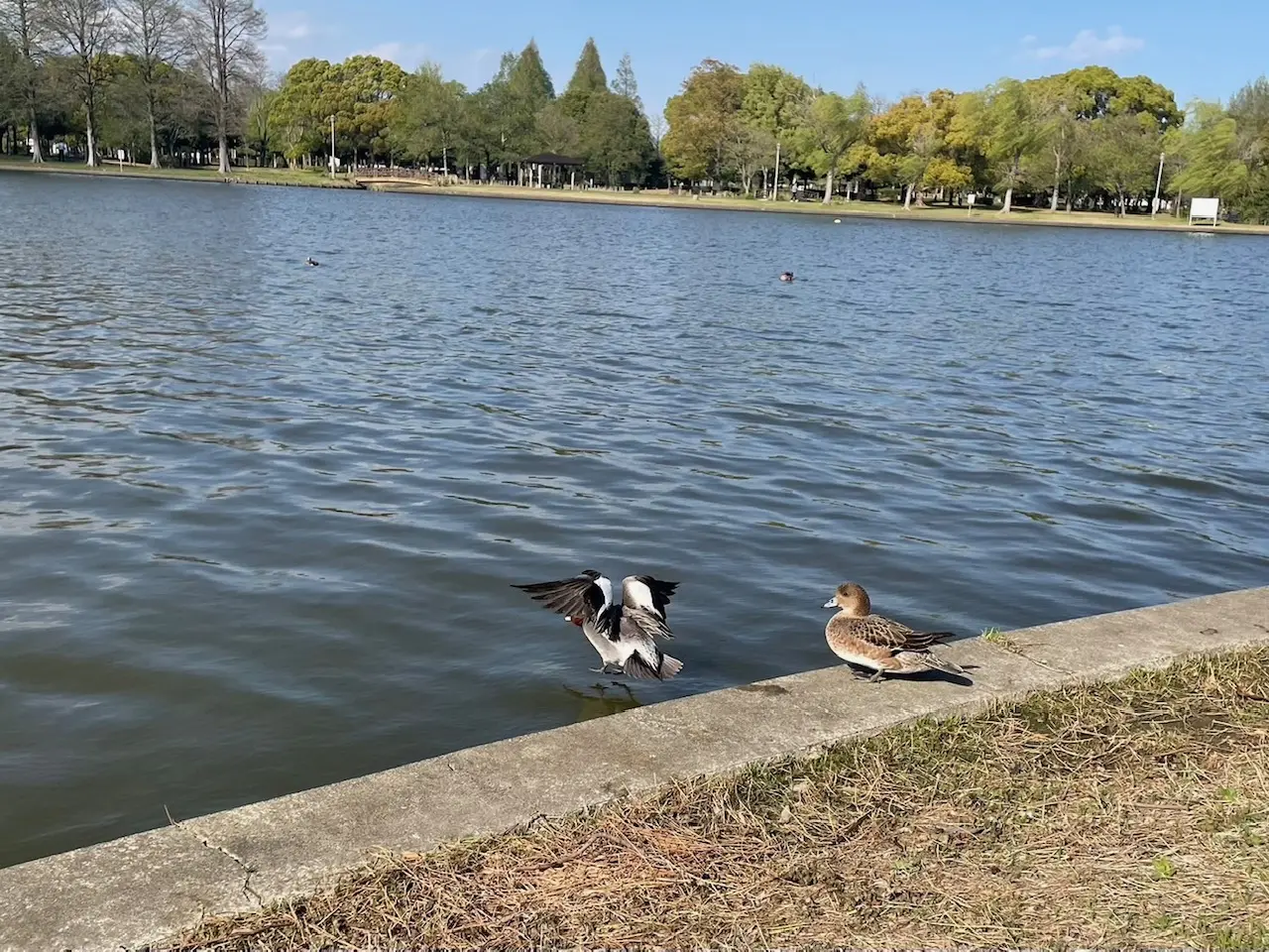 飛び立つ鳥