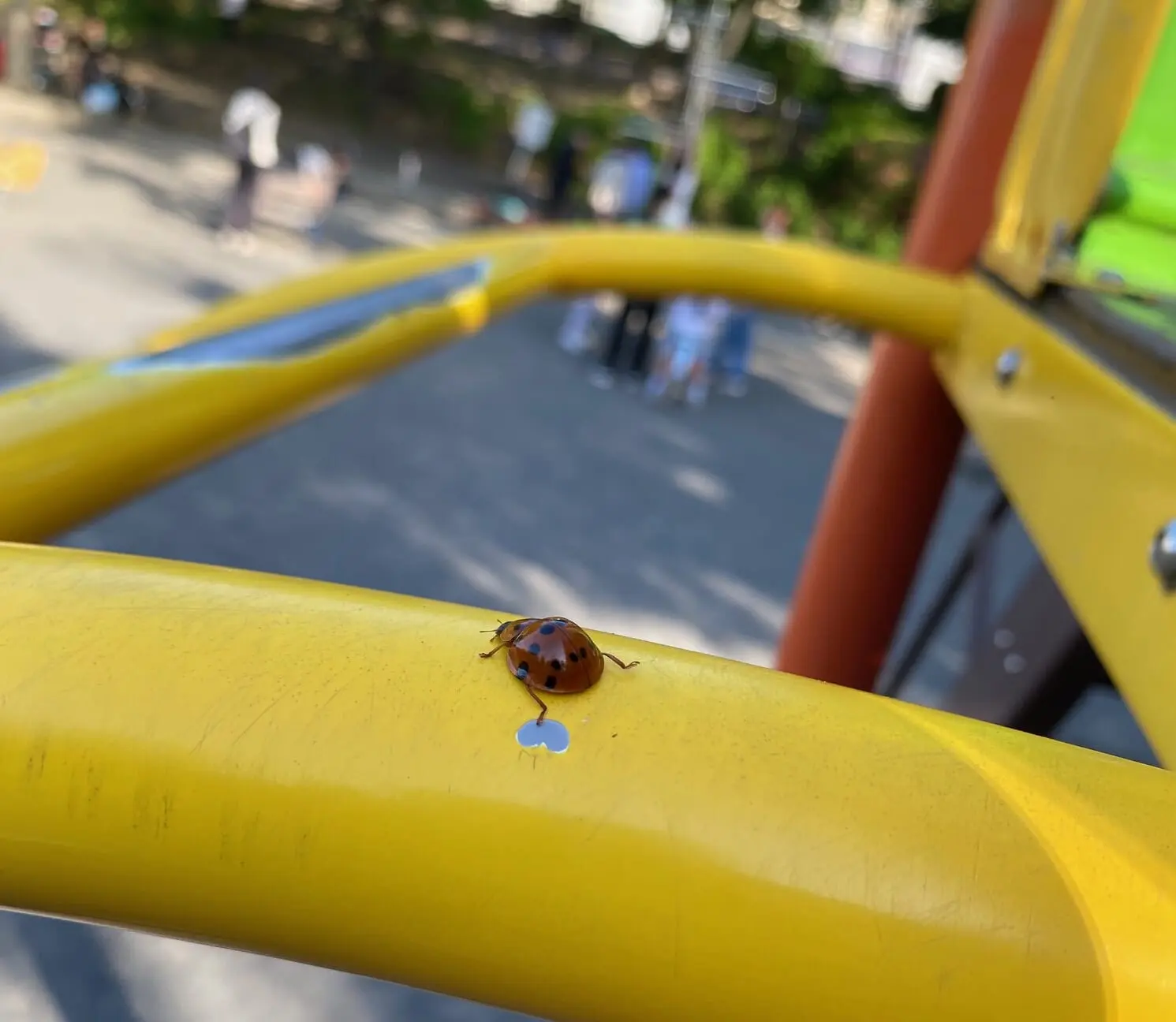 公園にいるテントウムシ