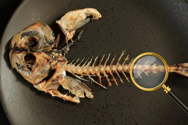 魚の骨の自由研究イメージ