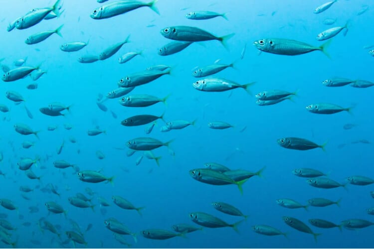 魚の自由研究イメージ