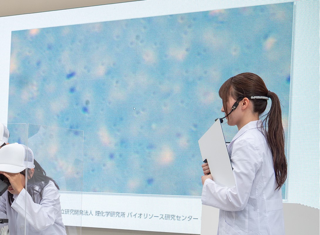 ビフィズス菌の様子