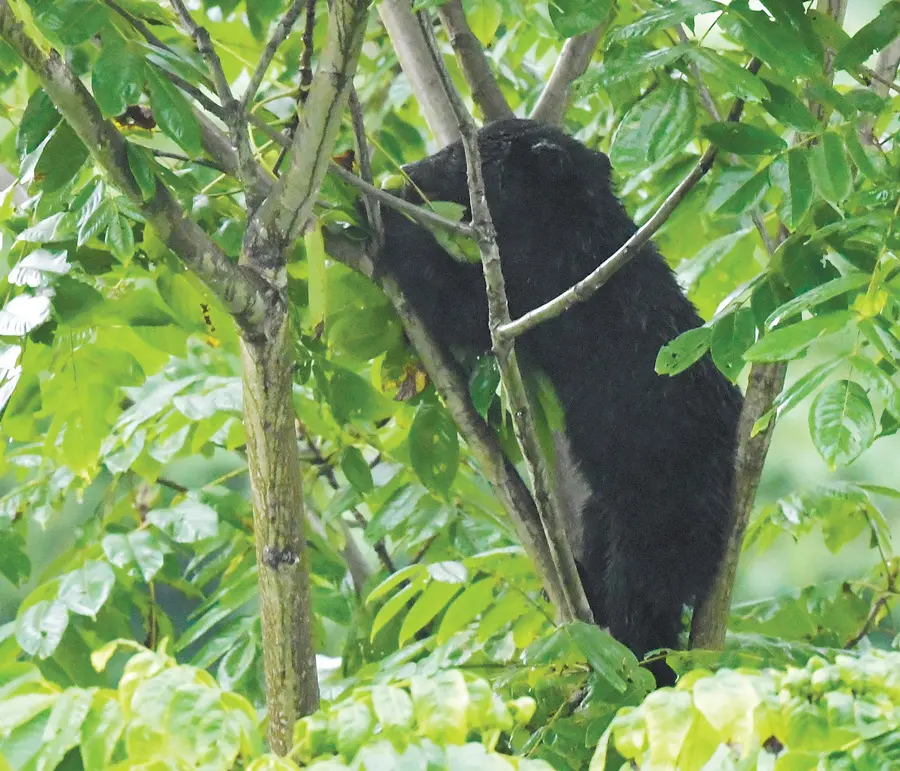 熊の被害が増えるのはなぜ？ 専門家があげる「人間社会の変化