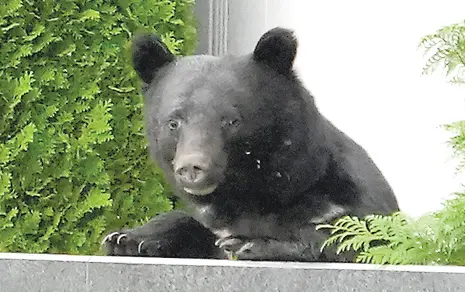 ローソン、全国の店でクマ対策 | ニュース | キッズネット