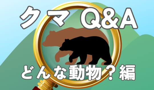 クマのひみつQ&A~どんな動物?編~