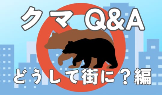 クマのひみつQ&A~どうして街に?編~