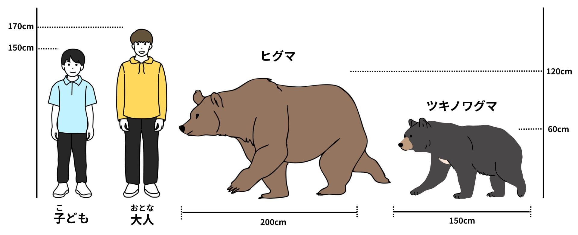 クマと人間の大きさの比較図