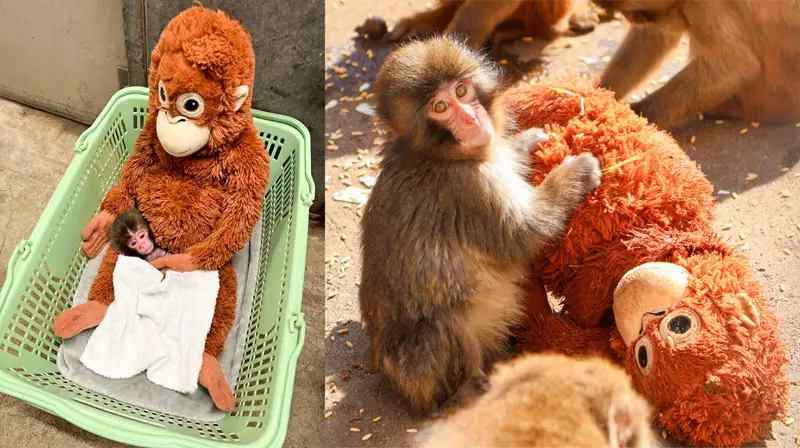 動物園・水族館の赤ちゃん､観察のポイントは？ 子ザルのパンチには世界