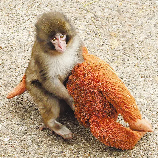 動物園・水族館の赤ちゃん､観察のポイントは？ 子ザルのパンチには世界