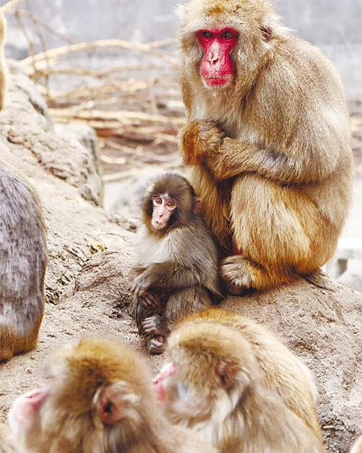 群れになじむパンチくん