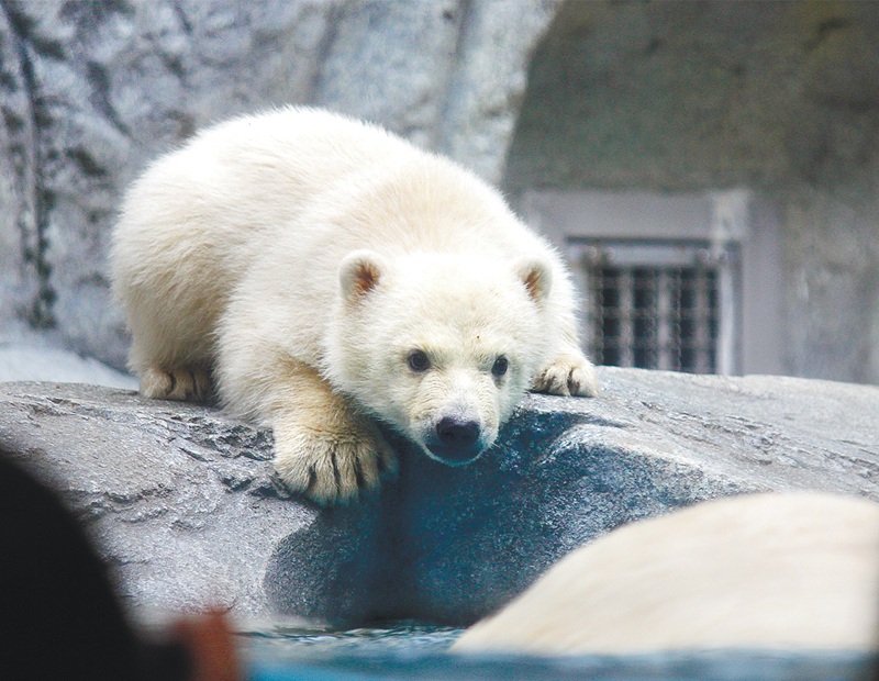 男鹿水族館GAO(秋田県)で2025年12月4日に生まれたホッキョクグマのおす。4月11日に初めてお客さんの前に登場し、25日に命名式を予定=4月11日 男鹿水族館GAO提供