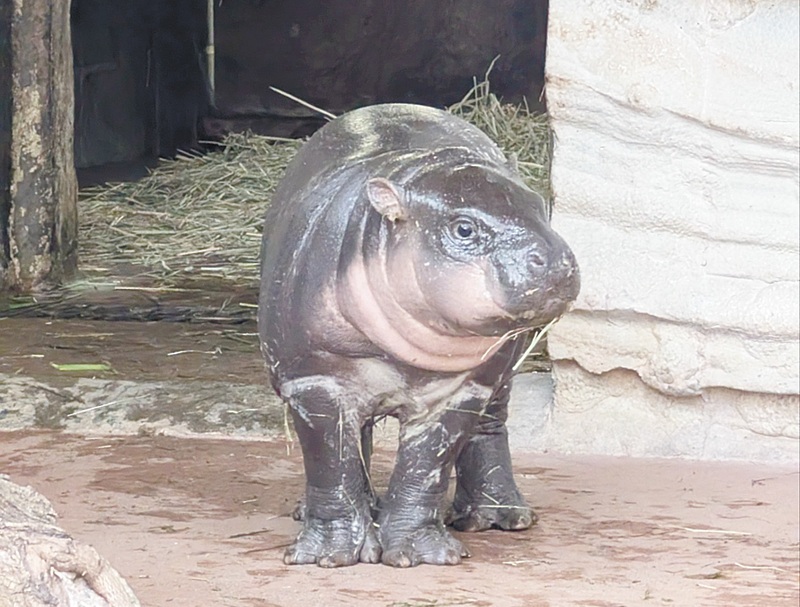 東京都の上野動物園で2025年12月25日に生まれたコビトカバのめすイロハ。いまは不定期で展示場に出る訓練をしています(スケジュールは非公開)=3月16日 公益財団法人 東京動物園協会提供