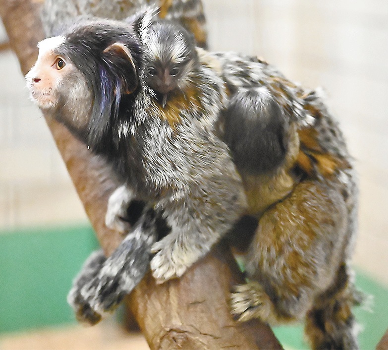 愛知県の日本モンキーセンターで4月5日に生まれたクロミミマーモセットのふたごと、お父さん=4月12日 日本モンキーセンター提供