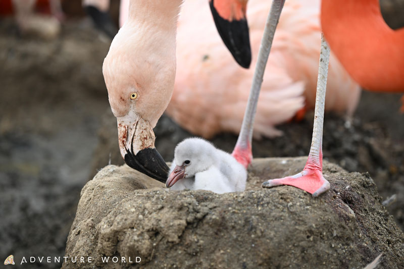 ベニイロフラミンゴとチリーフラミンゴのひな