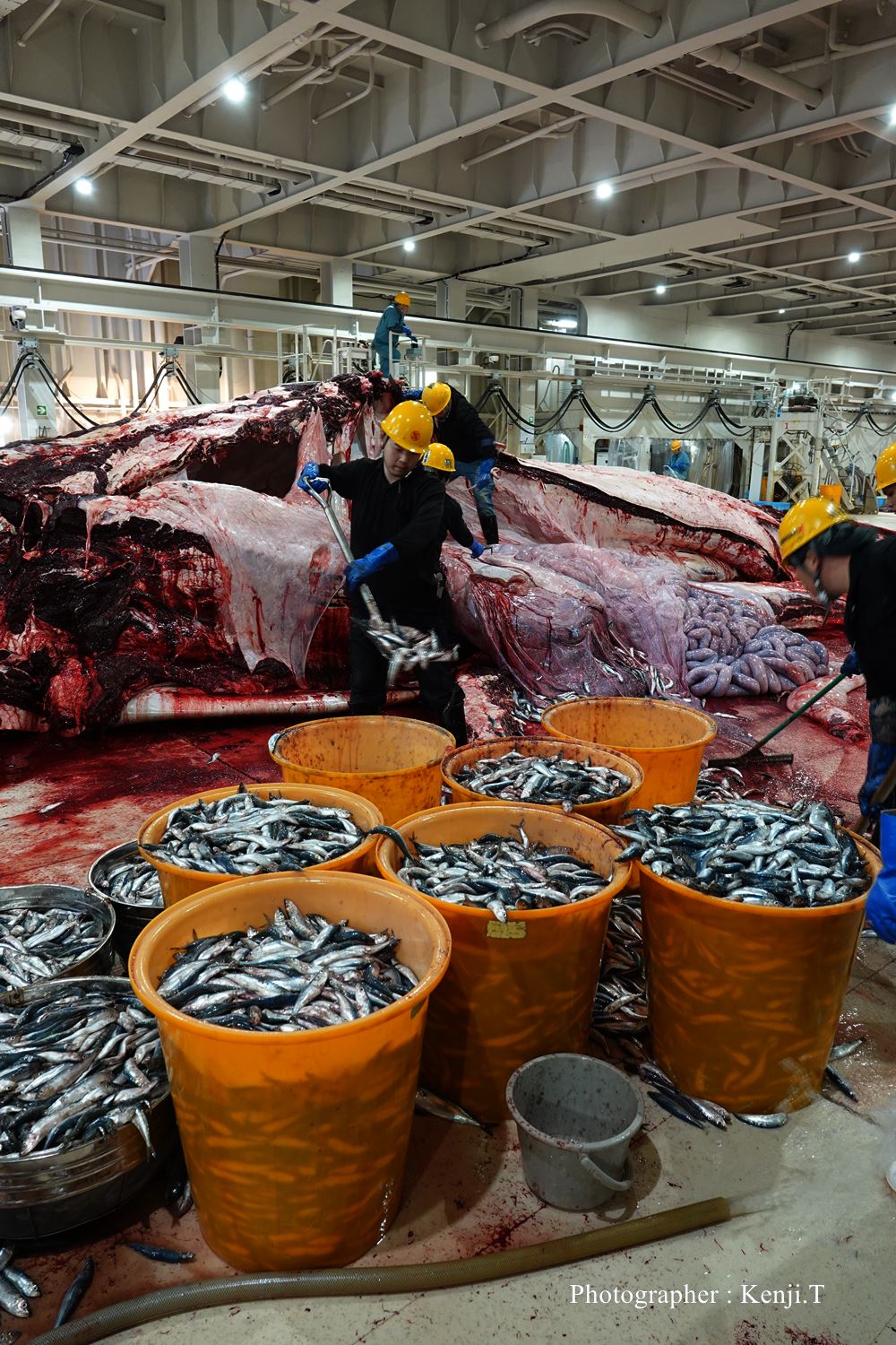 ナガスクジラの胃内容物