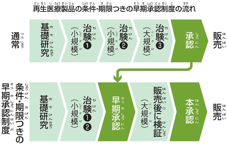 再生医療製品の早期承認制度の流れ
